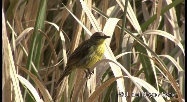 Unicolored Blackbird (Yellow-breasted) - ML201177631