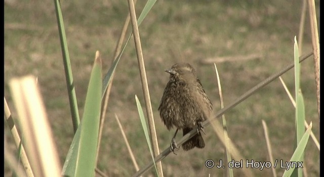 Yellow-winged Blackbird - ML201177641