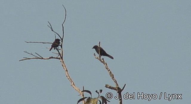 Stuhlmann's Starling - ML201177671