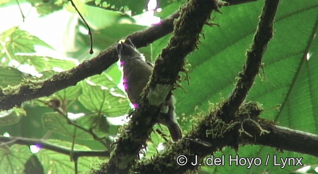 vousáček bělovousý (ssp. hildamariae) - ML201177691