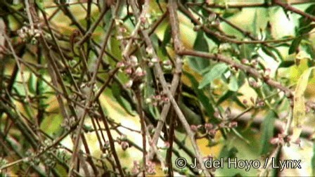 vousáček bělovousý (ssp. hildamariae) - ML201177701