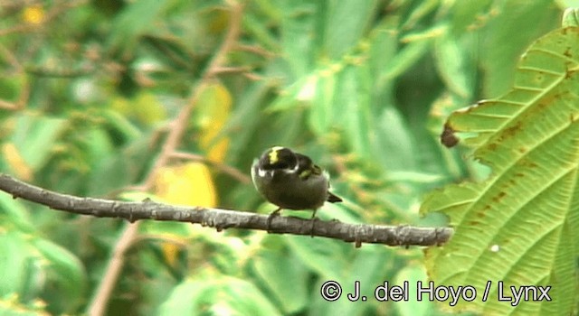 Barbudito Coronado (hildamariae) - ML201177711