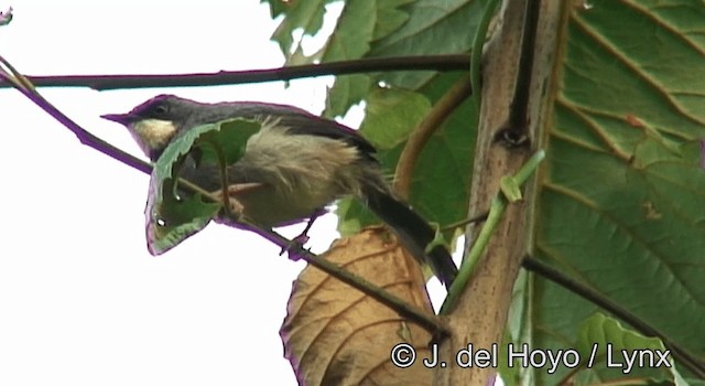 Prinia Gorjiblanca - ML201177721