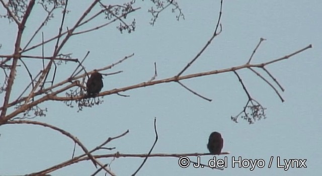 Golondrina Negra - ML201177731