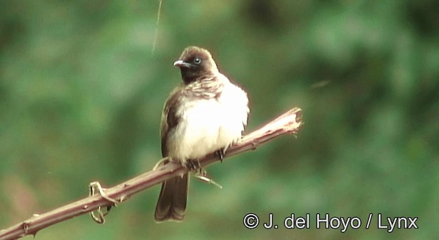 Common Bulbul (Dark-capped) - ML201177741