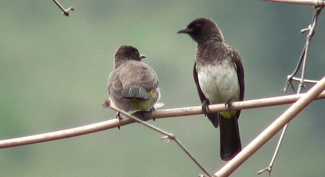 Bulbul Naranjero (grupo tricolor) - ML201177751