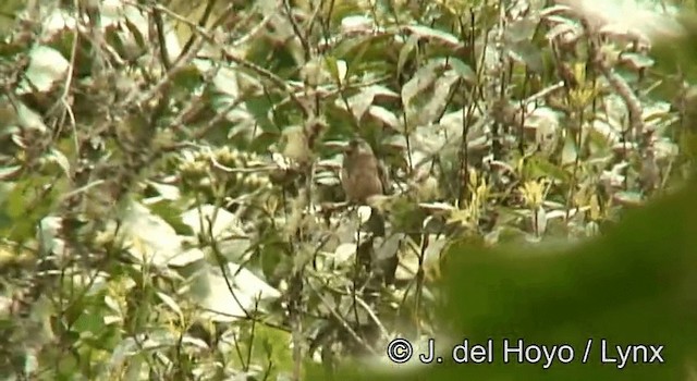 Thick-billed Seedeater - ML201177761