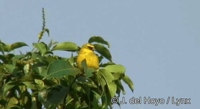 Serin à diadème - ML201177781