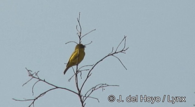 Serin du Mozambique - ML201177791