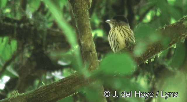 African Broadbill - ML201177831