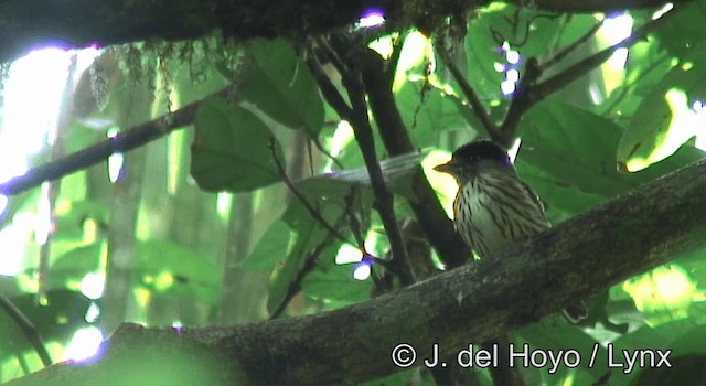 African Broadbill - ML201177841