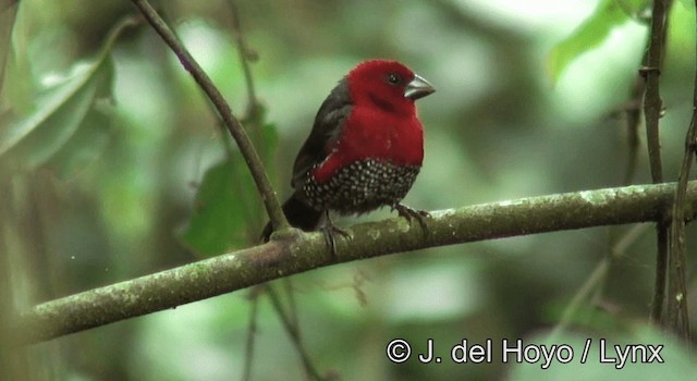 Estrilda Piquigorda Cabecirroja - ML201177851