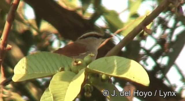 Brown-crowned Tchagra - ML201177861