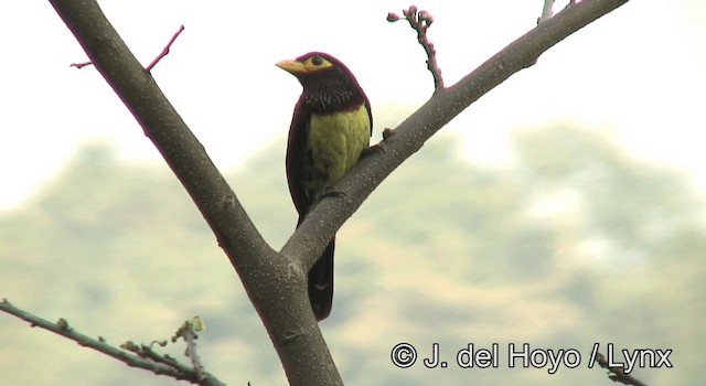 Eastern Yellow-billed Barbet - ML201177871