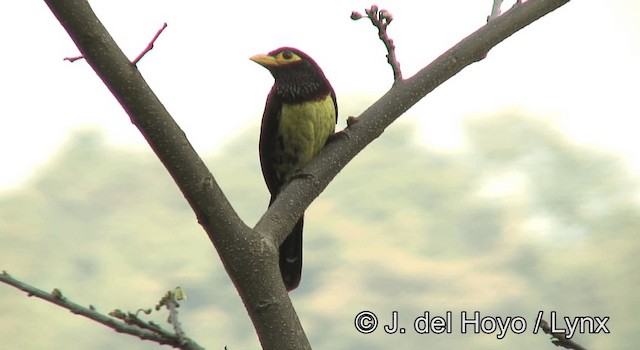 キバシオナガゴシキドリ（purpuratus／elgonensis） - ML201177871