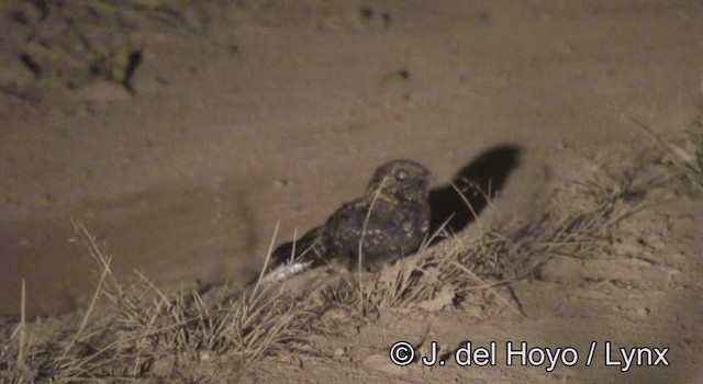 Montane Nightjar (Rwenzori) - ML201177931