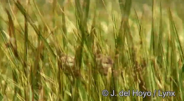 Carruthers's Cisticola - ML201177951