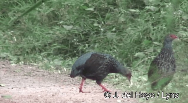 Handsome Spurfowl - ML201178001