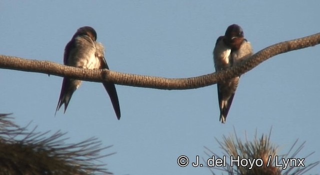 Hirondelle d'Angola - ML201178011