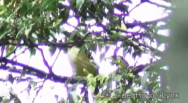 Lagden's Bushshrike (Eastern) - ML201178021