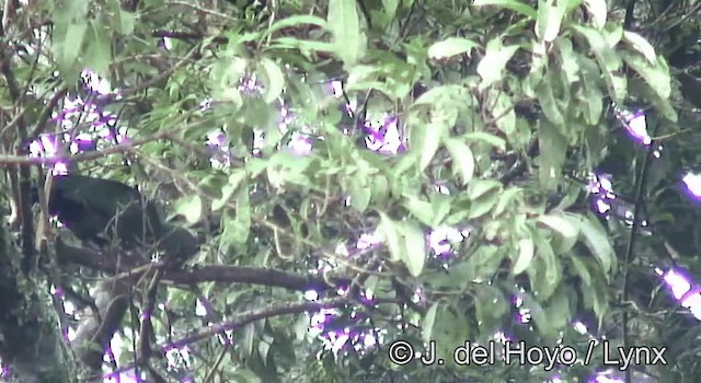 turako černozobý (ssp. emini) - ML201178091
