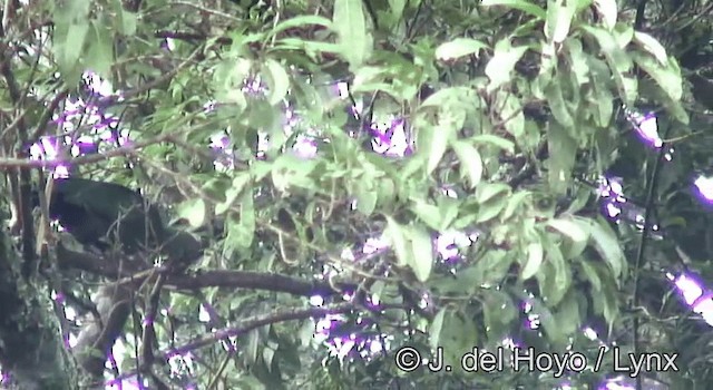 Black-billed Turaco (Green-rumped) - ML201178091