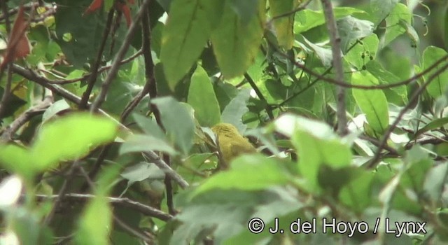 Green White-eye - ML201178111