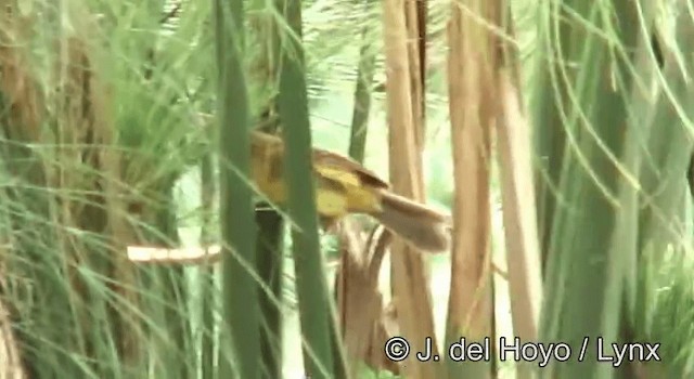 Papyrus Yellow-Warbler (Papyrus) - ML201178221