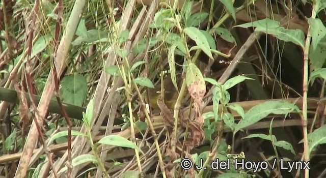 Papyrusspötter (gracilirostris) - ML201178231