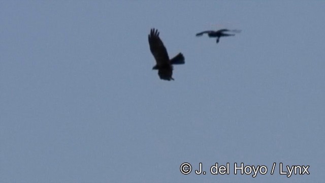 African Marsh Harrier - ML201178251