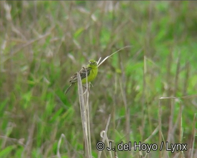 Sicale des savanes (groupe luteola) - ML201178291