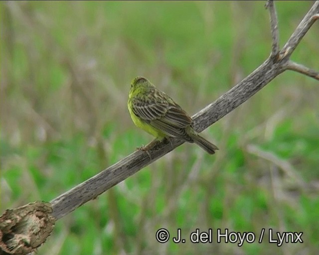 Sicale des savanes (groupe luteola) - ML201178301