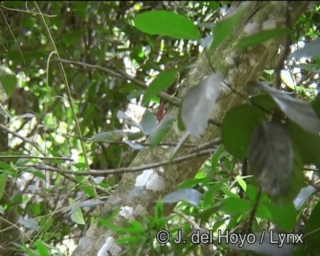 ヒメオニキバシリ（sylviellus／olivaceus） - ML201178311