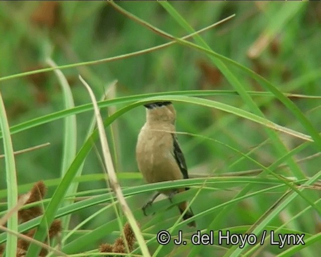 Copper Seedeater - ML201178331