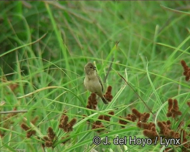 Copper Seedeater - ML201178341