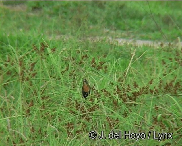 White-browed Meadowlark - ML201178371