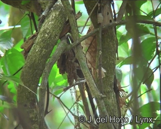 Bahia Spinetail - ML201178381