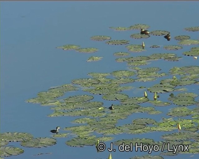 Least Grebe - ML201178391