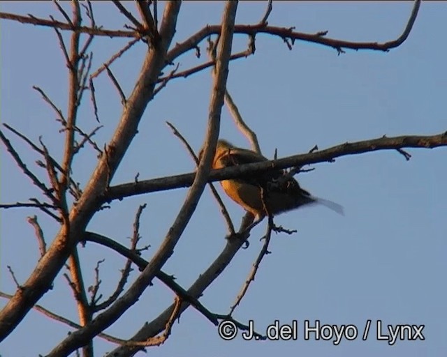 Burnished-buff Tanager (Stripe-bellied) - ML201178401