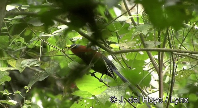 Yellow-billed Malkoha - ML201178451