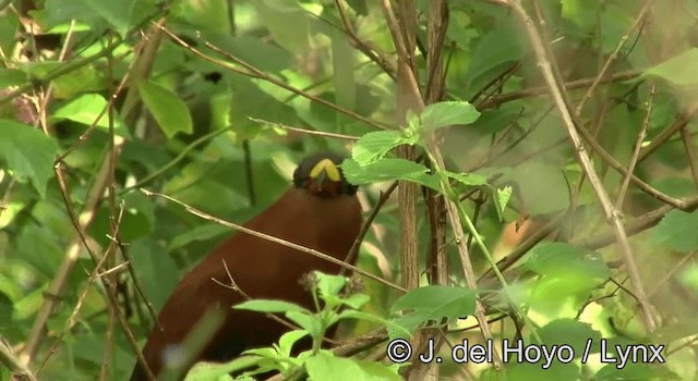 Yellow-billed Malkoha - ML201178461