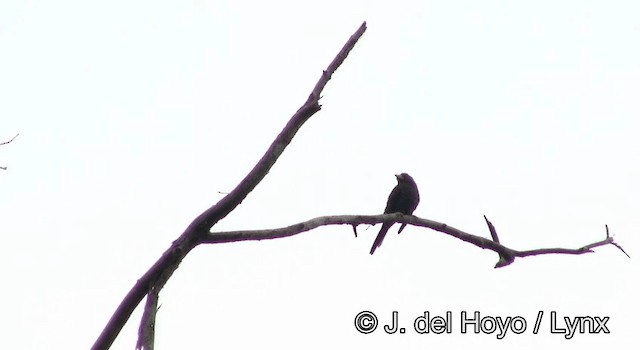 Finch-billed Myna - ML201178481