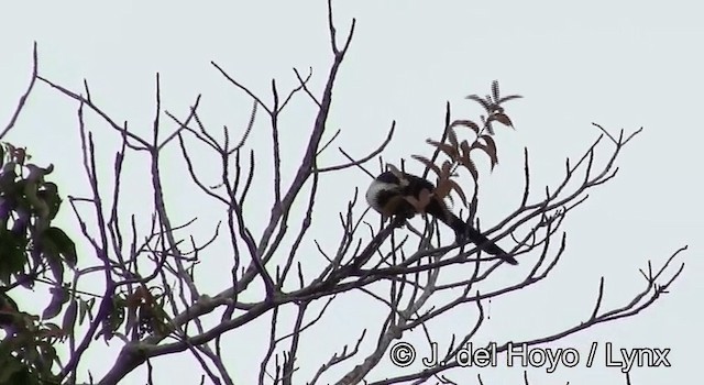špaček bělokrký (ssp. torquata) - ML201178491