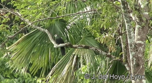 White-faced Cuckoo-Dove - ML201178521