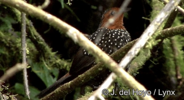 Tapaculo Ocelado - ML201178531