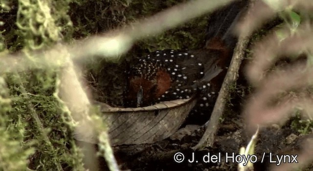 Ocellated Tapaculo - ML201178541