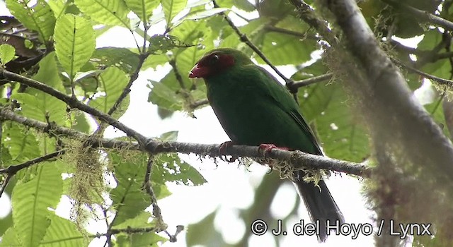 Grass-green Tanager - ML201178581