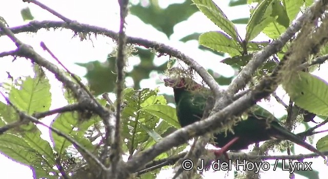 Grass-green Tanager - ML201178591