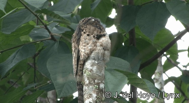 Common Potoo - ML201178641