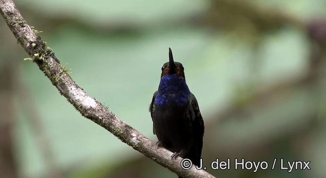 Colibri de Bouguer - ML201178661